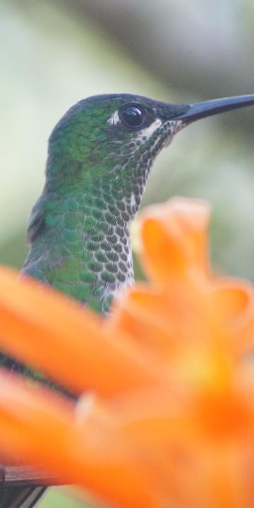 SERDEI KALANDOK - COSTA RICA