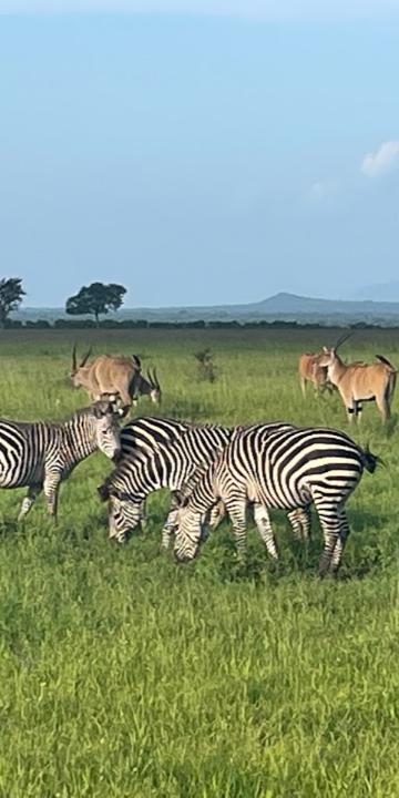 VIL�GJ�R�K - TANZ�NIAI SZAFARI