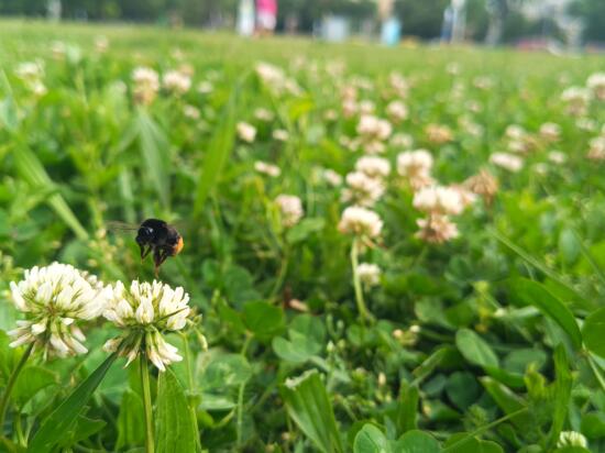 V�ROSI BEPORZ�-BAR�T MEGOLD�SOK